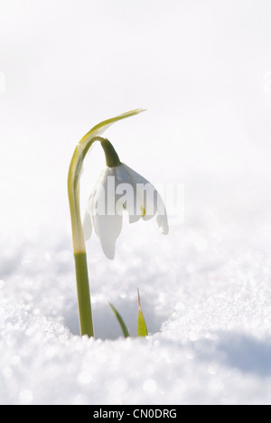 Galanthus Nivalis, Schneeglöckchen Stockfoto