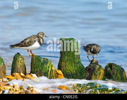 Ruddy Steinwälzer (Arenaria Interpres) - Lepe Hampshire UK Stockfoto