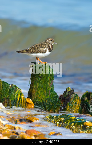 Ruddy Steinwälzer (Arenaria Interpres) - Lepe Hampshire UK Stockfoto