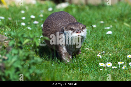 Asiatische kleine krallte Otter (Aonyx Cinerea) in Gefangenschaft Stockfoto