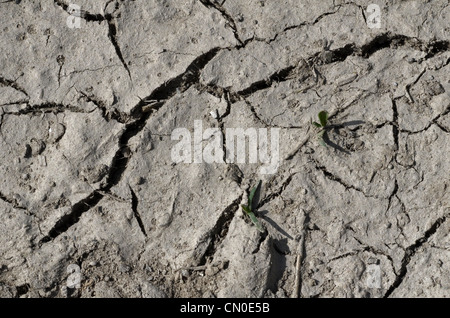 Trockenheit - Getrocknete Masse-/ausgedörrte Erde, aber immer noch einige Feuchte unter rissige Oberfläche erhältlich. Hitzewelle Konzept, hitzewelle Pflanzen, Wasser Krise Stockfoto