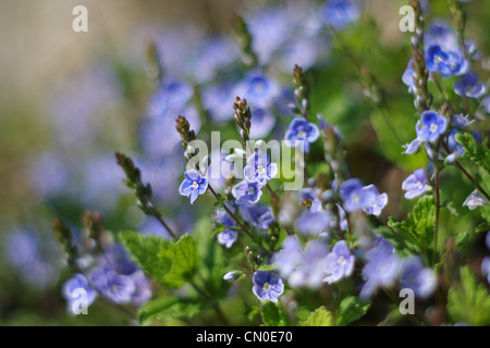 Nahaufnahme vieler kleiner blauer Blumen mit verschwommenem Hintergrund. Stockfoto