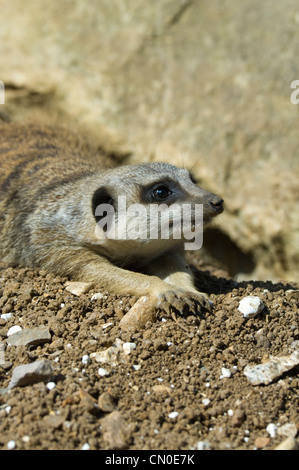 Schlanke Tailed Erdmännchen (Suricata Suricatta) in Gefangenschaft Stockfoto