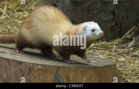 Inländische Frettchen (Mustela Putorius Furo) in Gefangenschaft Stockfoto