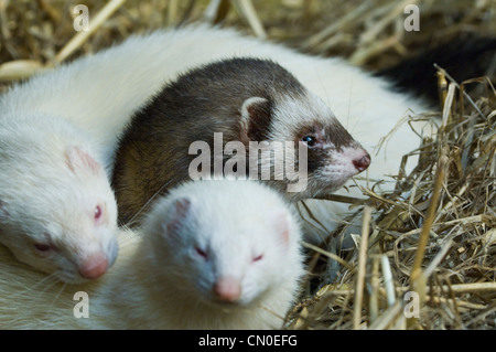 Europäische Ferret / Iltis (Mustela Putorius) in Gefangenschaft Stockfoto