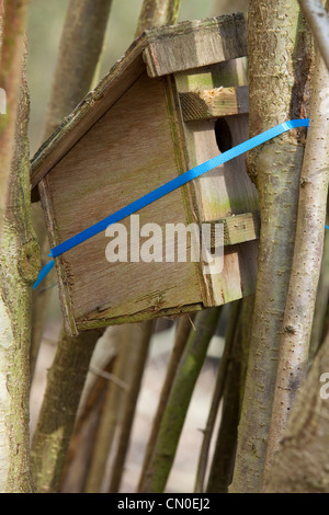 Nistkasten für gemeinsame Doormouse (Muscardinus Avellanarius) auf Rundschnitt Hasel (Corylus Avellana), Kent, UK Stockfoto