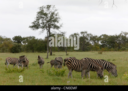 Eine Herde Zebras grasen auf einer Grasfläche im Kruger National Park. Lion Sands, Südafrika. Stockfoto