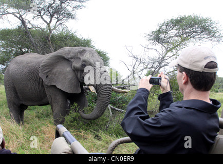 Ein Tourist in den Krüger Nationalpark nimmt ein Bild eines Elefanten, einer der großen fünf. Lion Sands, Kruger, Südafrika Stockfoto