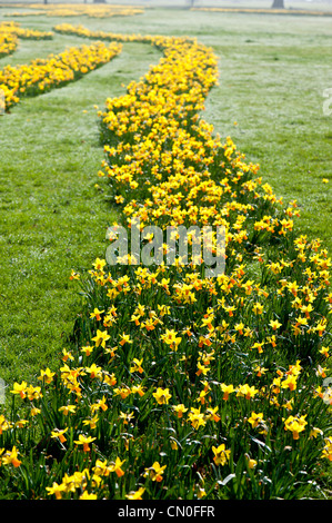 Narzissen in voller Blüte, Ealing Common, W5, London, Vereinigtes Königreich Stockfoto