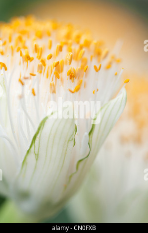 Haemanthus Albiflos, Pinsel Stockfoto