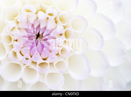Dahlie 'Josie Gott', Nahaufnahme von lila und weißen Blüten, die auf einer Blume öffnen.