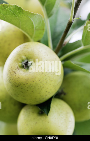 Malus Domestica 'Pitmaston Ananas', Apple Stockfoto