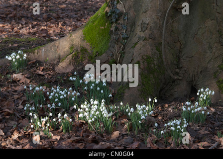 Galanthus Nivalis, Schneeglöckchen Stockfoto