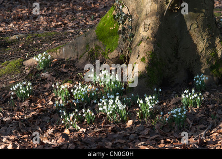 Galanthus Nivalis, Schneeglöckchen Stockfoto