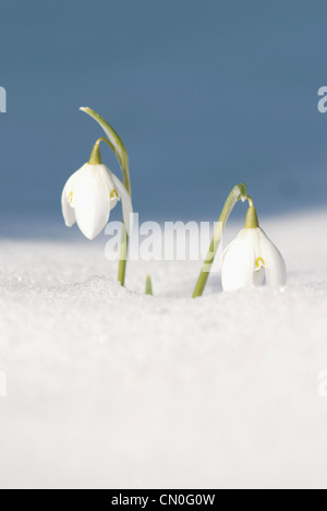 Galanthus Nivalis, Schneeglöckchen Stockfoto