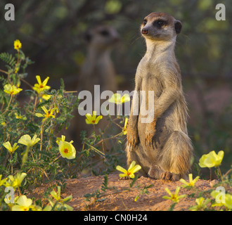 Suricate Bewachung Höhle Stockfoto