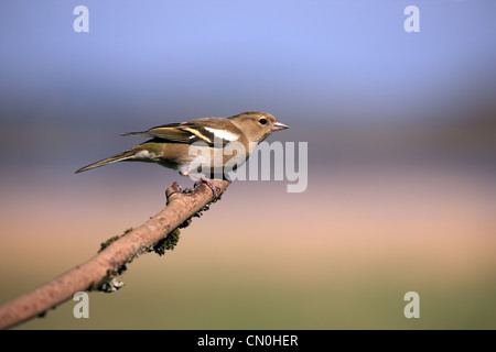 Erwachsene weibliche Buchfink auf einem Ast im Frühjahr Stockfoto