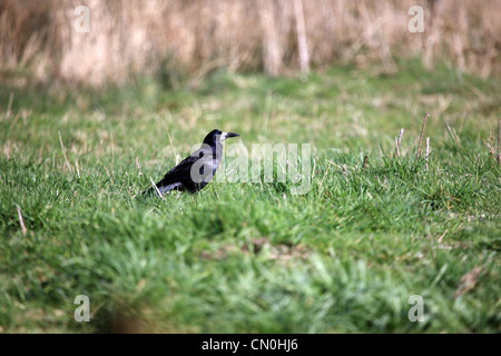 Einen Turm auf dem Boden in einem Feld Stockfoto