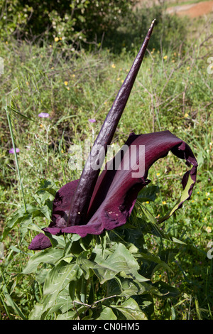 Dragon-Arum (Dracunculus Vulgaris), Kreta, Griechenland Stockfoto