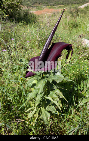 Dragon-Arum (Dracunculus Vulgaris), Kreta, Griechenland Stockfoto