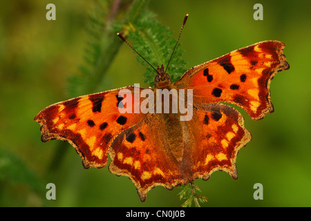 Komma Schmetterling (Polygonia c-Album) Stockfoto
