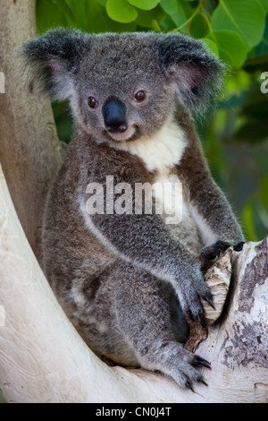 Captive Baby Koala Stockfoto