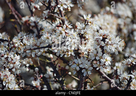 Blackthorn Stockfoto