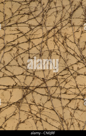 Ivy Reben an einer Sandsteinwand. Stockfoto