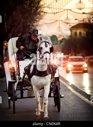 Nahaufnahme Kutscher Porträt am Abend und seinem charmanten weißen Pferd Trab seinen Weg entlang der Straße. Stockfoto