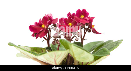 dunkle rote African Violet; isoliert auf weiss Stockfoto