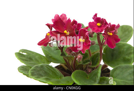 Dunkelrot African Violet isoliert auf weiß; Stockfoto