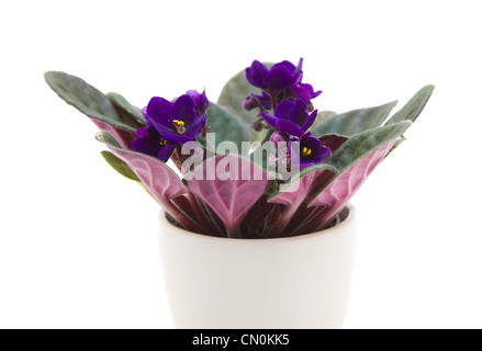 Dunkel lila African Violet (Saintpaulien); in hellem Pot Stockfoto