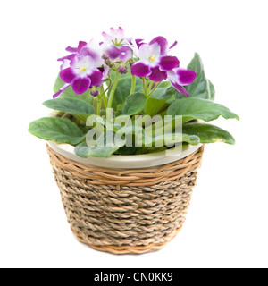 African violet Stockfoto