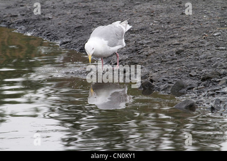 Möwen (Glaucous Möwe) Spiegelbild im Wasser nach dem Genuss Lachs Fisch Fetzen links von den Bären. Fluss von Kodiak, Alaska. Stockfoto