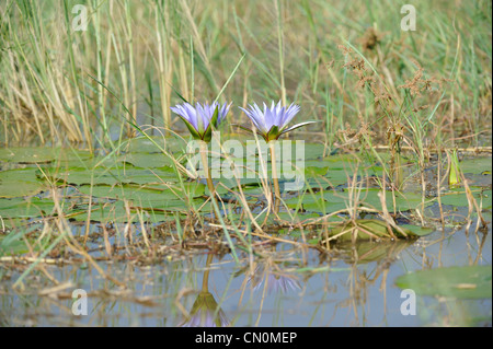 Blaue Seerose - blau ägyptischen Seerose (Nymphaea Caerulea) blaue Blüte am Lake Baringo Kenia - Ost-Afrika Stockfoto