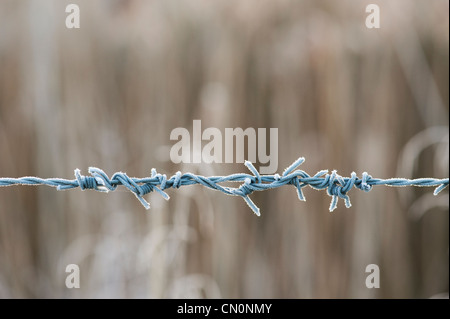 Frostigen Stacheldraht. Stockfoto