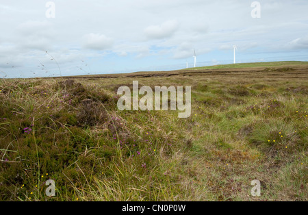 Blumen und Gräser Schlag in die Heide vor einer Turbine Windpark auf Orkney, Schottland Stockfoto