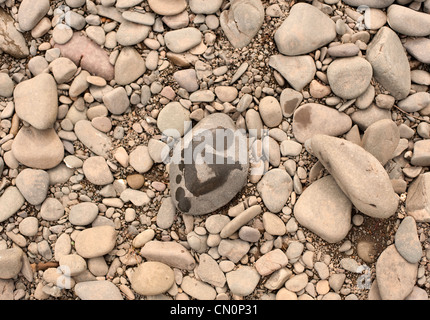 Ein nassen Fußabdruck ist auf trockenen Steinen neben einem Fluss in Schottland gestempelt. Stockfoto