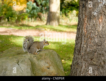 Ein Eichhörnchen auf Herbstlaub neben einem Baum im Park blickt in die Kamera Stockfoto