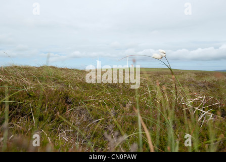 Ein Windpark in der Ferne über einen grasigen Heidekraut Moor auf den Orkney-Inseln Stockfoto