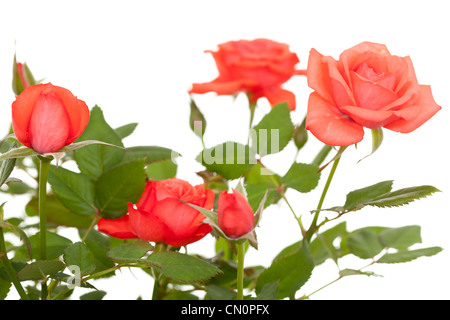 Bouquet von roten Rosen auf weiss Stockfoto