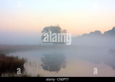 An einem trüben Tag im Herbst spiegelt eine einsame Eiche im glatten Wasser. Stockfoto