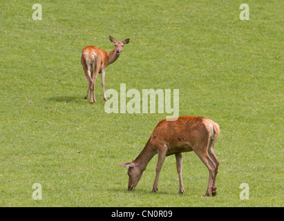 Weibliches Rotwild Weiden. Der Rothirsch (Cervus Elaphus) ist eines der größten Hirschart Stockfoto