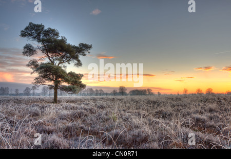 Einsame Kiefer (Pinus Sylvestris) auf einem gefrorenen Heide, früh an einem Wintermorgen. Stockfoto