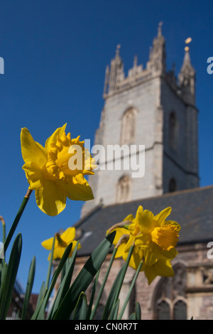 Turm von St. John's-Kirche im Stadtzentrum von Cardiff mit Narzissen im Vordergrund im zeitigen Frühjahr Cardiff South Wales UK Stockfoto