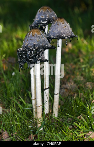 Coprinus Comatus, Shaggy Tinte GAP, auch bekannt als Anwalt der Perücke oder Shaggy Mähne, am Ende des Herbstes, ändern in einem pechschwarzen mes Stockfoto