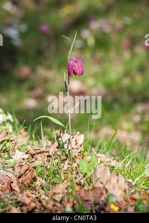 Fritillaria Meleagris, die Schlange Kopf Fritillary, im Frühling in Surrey, England, lila Sorte. Stockfoto