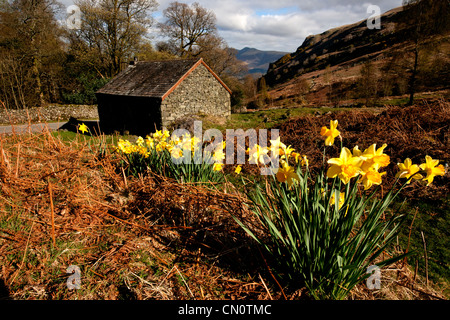 Fotos von Bäumen und Narzissen zum Lake District Stockfoto