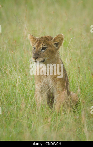 Löwenjunges sitzen in Ebenen Stockfoto