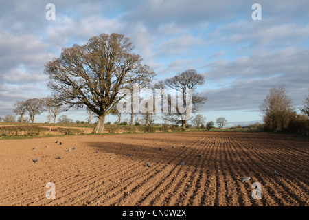 Taube Lockvögel auf einem frisch gebohrten Sommergerste in Cumbria, England. Stockfoto